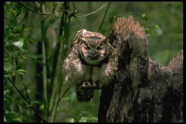008036 Great Horned Owl Frontal A4 Photo Print