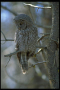 008037 Great Grey Owl A4 Photo Print