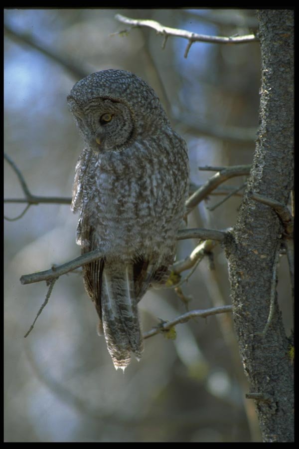 008037 Great Grey Owl A4 Photo Print