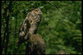 008038 Great Horned Owl, Right Side A4 Photo Print