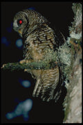 008039 Spotted Owl A4 Photo Print
