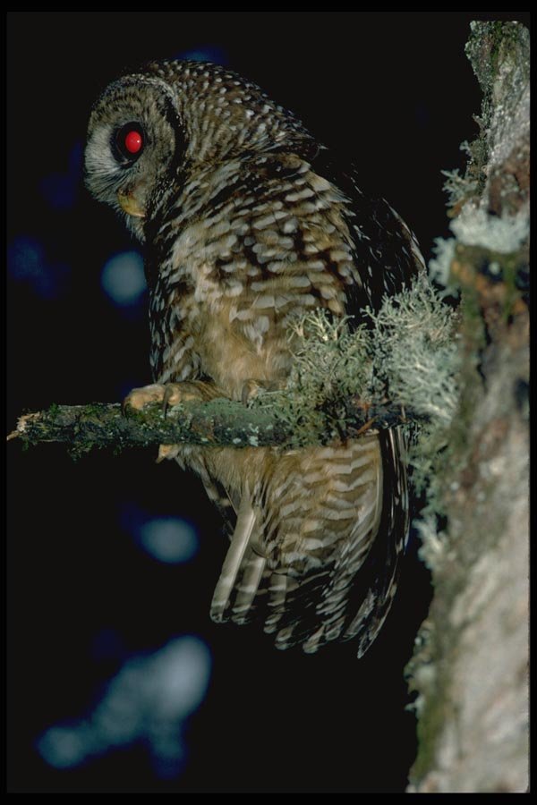 008039 Spotted Owl A4 Photo Print