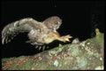 008040 Spotted Owl Landing On Mouse A4 Photo Print