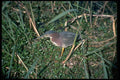 008041 Green Heron A4 Photo Print