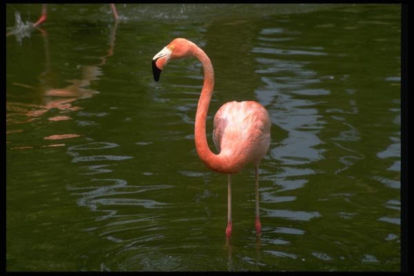 008042 Pink Flamingo Wading A4 Photo Print