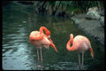 008043 Pair Of Pink Flamingos Preening A4 Photo Print