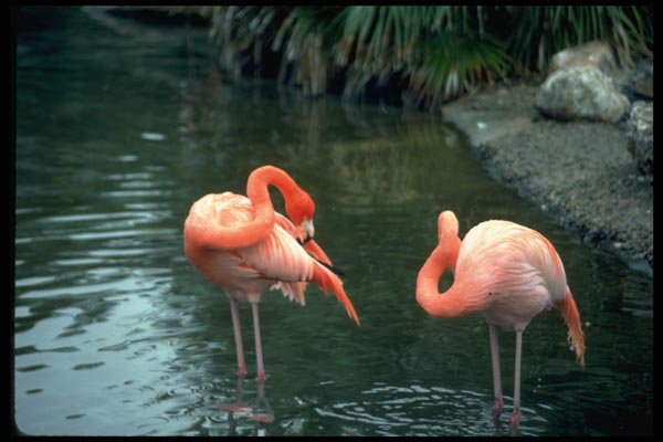 008043 Pair Of Pink Flamingos Preening A4 Photo Print