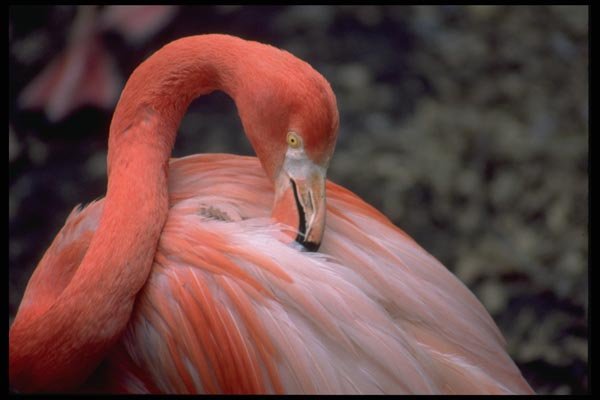 008044 Pink Flamingo Preening A4 Photo Print