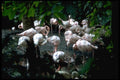 008045 Flock Of Light Pink Flamingos A4 Photo Print
