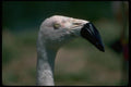 008046 White Chilian Flamingo A4 Photo Print