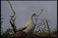008049 Red footed Booby On Nest A4 Photo Print