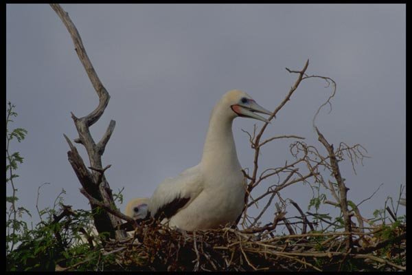 008049 Red footed Booby On Nest A4 Photo Print