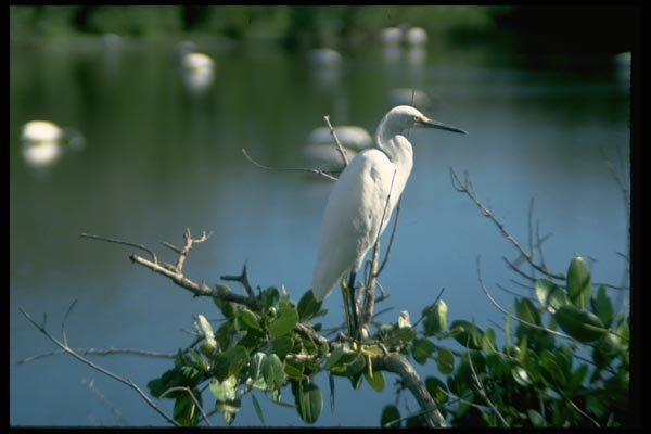 008050 Snowy Egret In Marsh A4 Photo Print