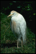008051 Cattle Egret A4 Photo Print
