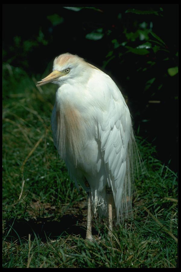 008051 Cattle Egret A4 Photo Print