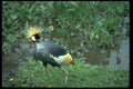 008052 South African Crowned Crane A4 Photo Print
