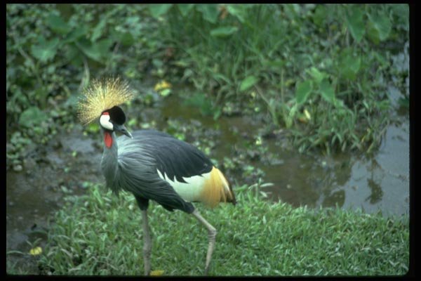 008052 South African Crowned Crane A4 Photo Print