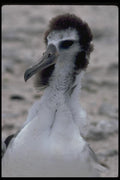 008053 Young Laysan Albatross A4 Photo Print