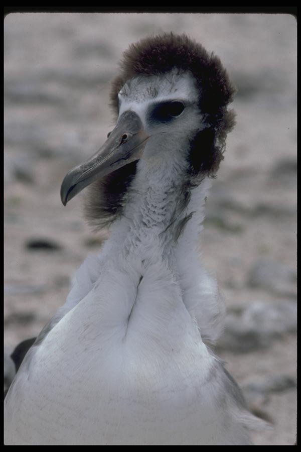008053 Young Laysan Albatross A4 Photo Print