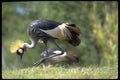 008054 Crowned Crane A4 Photo Print
