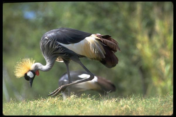 008054 Crowned Crane A4 Photo Print
