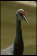 008055 Sandhill Crane Close Up A4 Photo Print