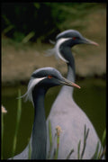 008056 Black And White Crane With Eartufts A4 Photo Print