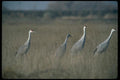 008057 Sandhill Cranes In Field A4 Photo Print
