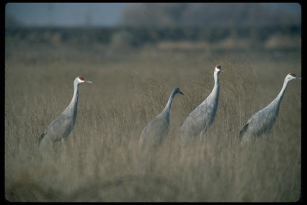 008057 Sandhill Cranes In Field A4 Photo Print