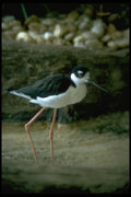008058 Black necked Stilt A4 Photo Print