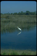008059 Egret In Marsh A4 Photo Print