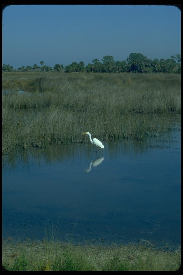 008059 Egret In Marsh A4 Photo Print