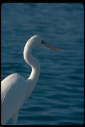 008060 White Egret Close Up A4 Photo Print