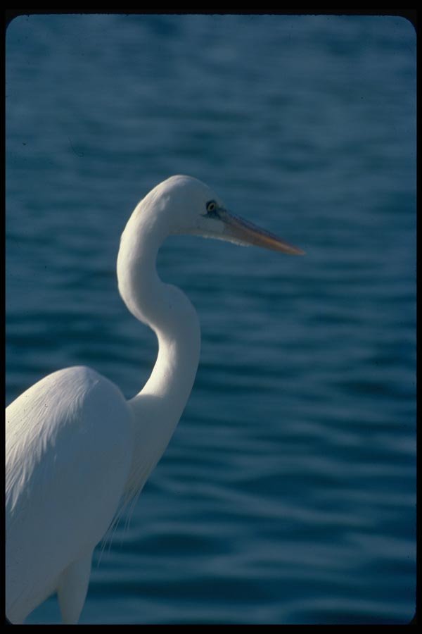 008060 White Egret Close Up A4 Photo Print