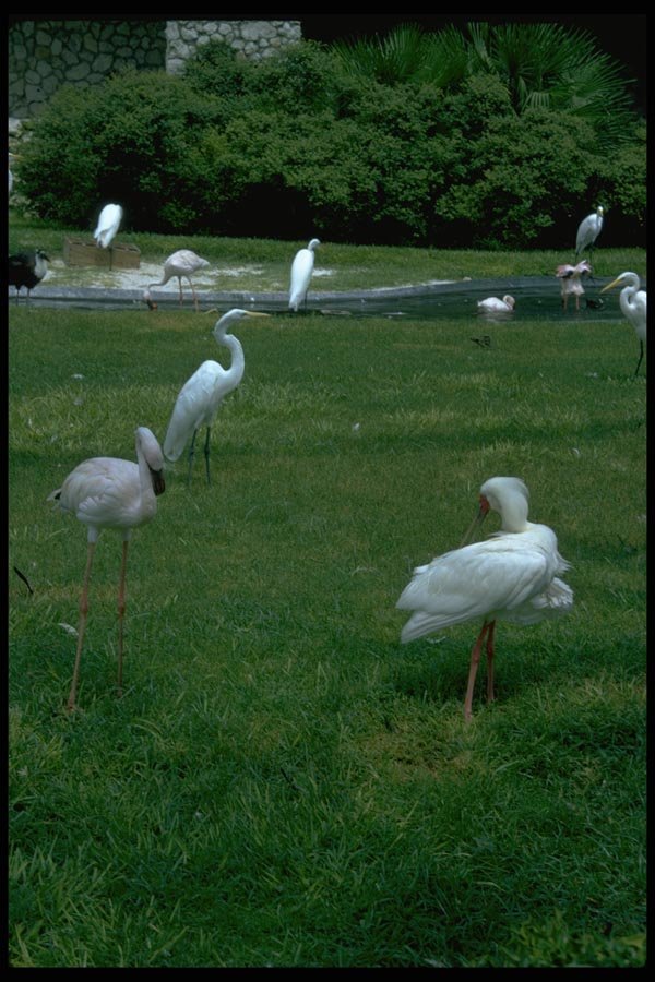 008061 Flamingo And Egrets A4 Photo Print