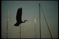 008062 Flying Heron Silhouetted Against Masts A4 Photo Print
