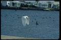 008063 Egret In Flight A4 Photo Print