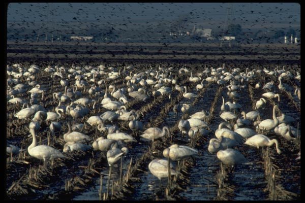 008064 Wild Swans In Field, Flock Of Blackbirds A4 Photo Print
