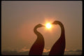 008065 Cormorants Silhouetted By Sun A4 Photo Print