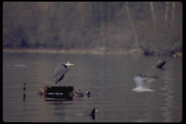008066 Blue Heron A4 Photo Print