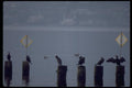 008067 Cormorants On Pilings A4 Photo Print