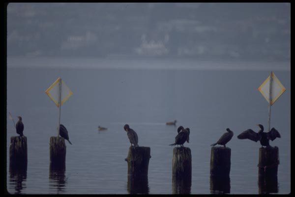 008067 Cormorants On Pilings A4 Photo Print