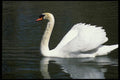 008068 Mute Swan On Lake A4 Photo Print