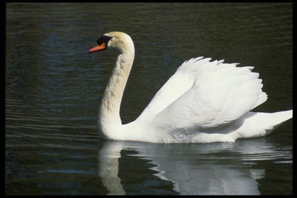 008068 Mute Swan On Lake A4 Photo Print