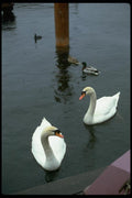 008069 Mute Swans And Ducks A4 Photo Print