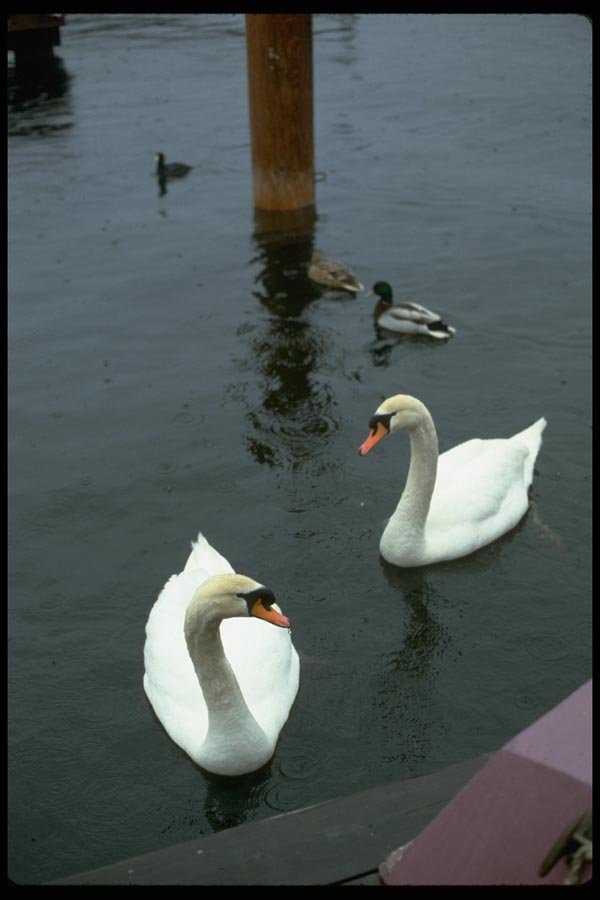 008069 Mute Swans And Ducks A4 Photo Print