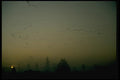 008070 Flocks Of Snow Geese At Dawn A4 Photo Print