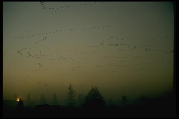 008070 Flocks Of Snow Geese At Dawn A4 Photo Print