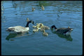 008071 Canada Geese And Goslings Swimming A4 Photo Print