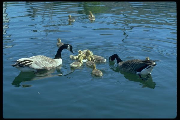 008071 Canada Geese And Goslings Swimming A4 Photo Print